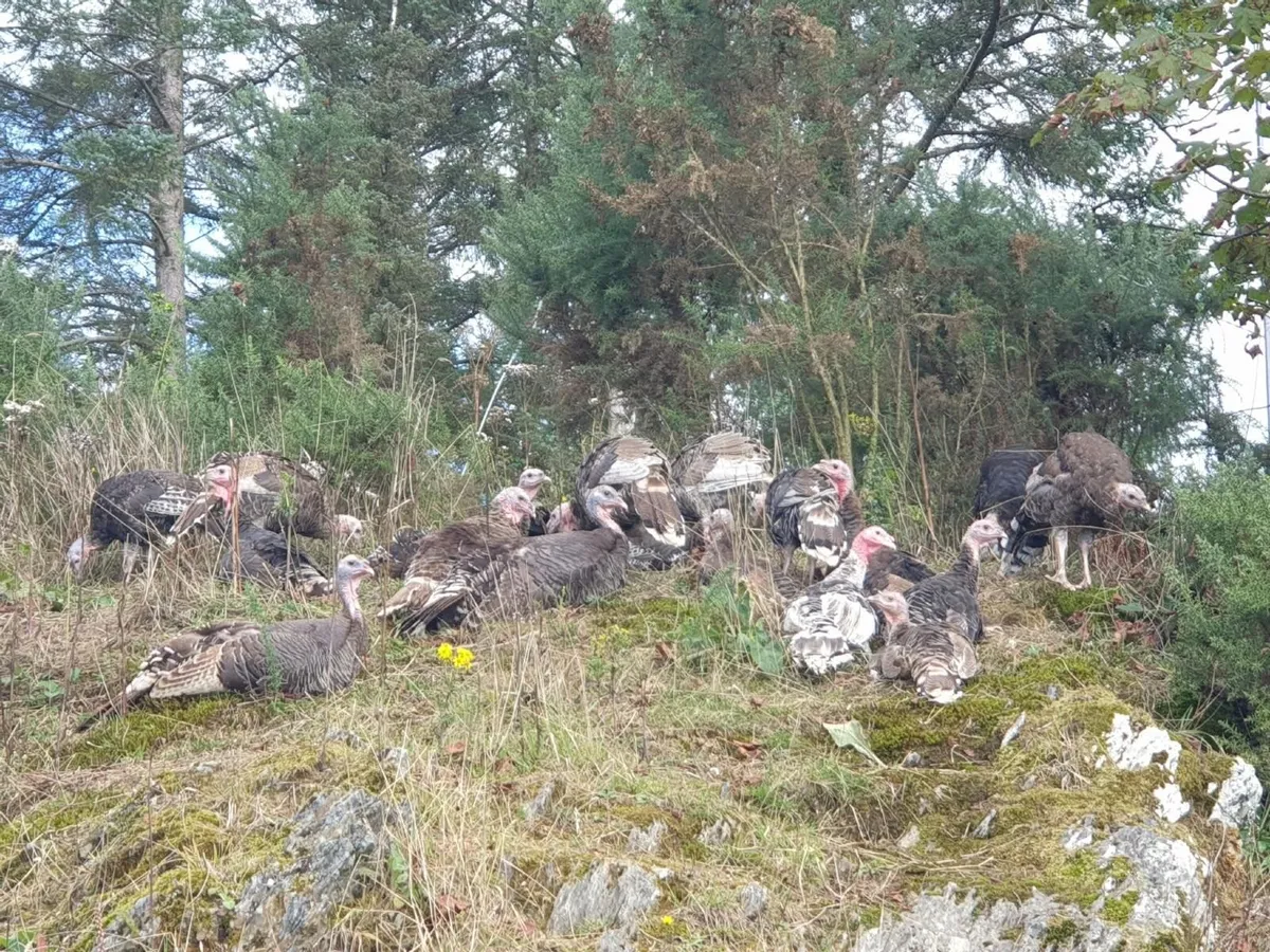 Turkey growers - Image 3
