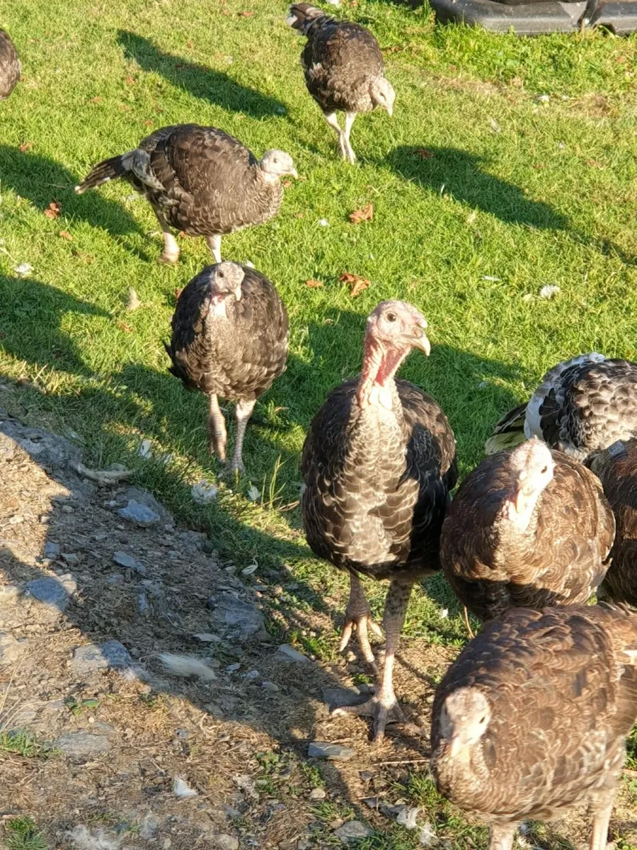 Turkey growers - Image 1