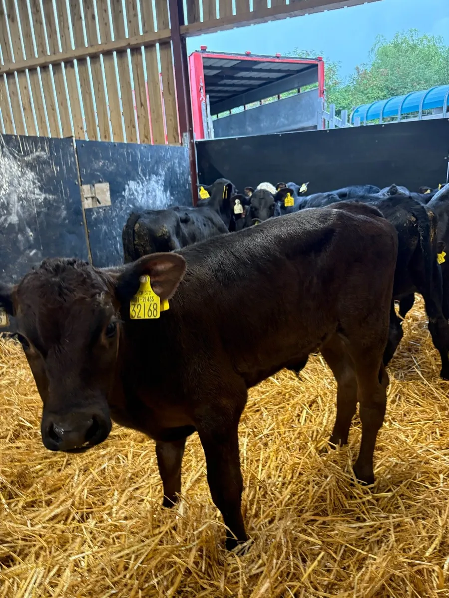 14 super 4-6 week old angus calves 🔥 - Image 3