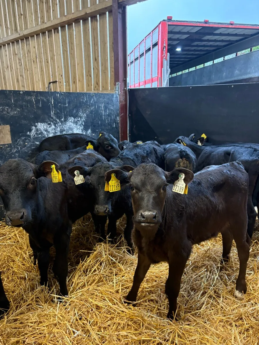 14 super 4-6 week old angus calves 🔥 - Image 1
