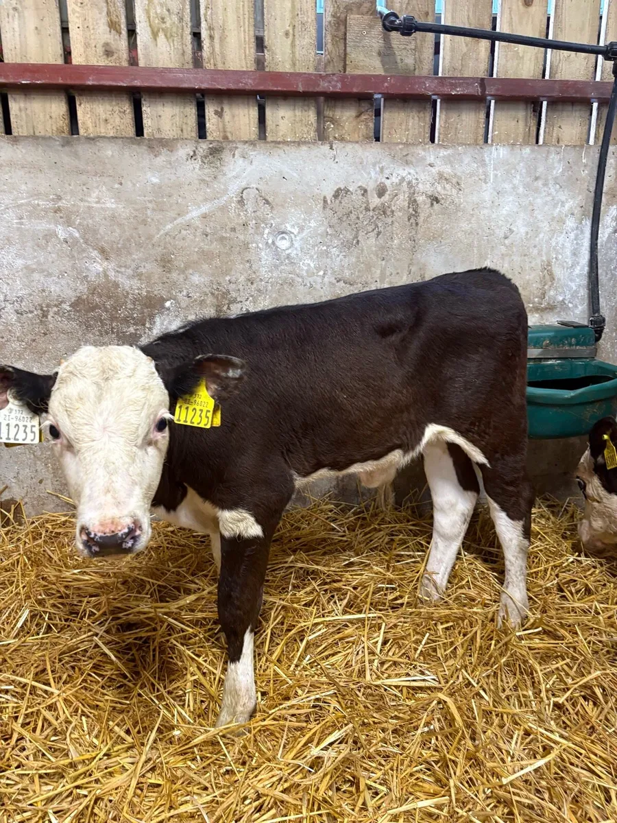14 super 4-6 week old angus calves 🔥 - Image 2