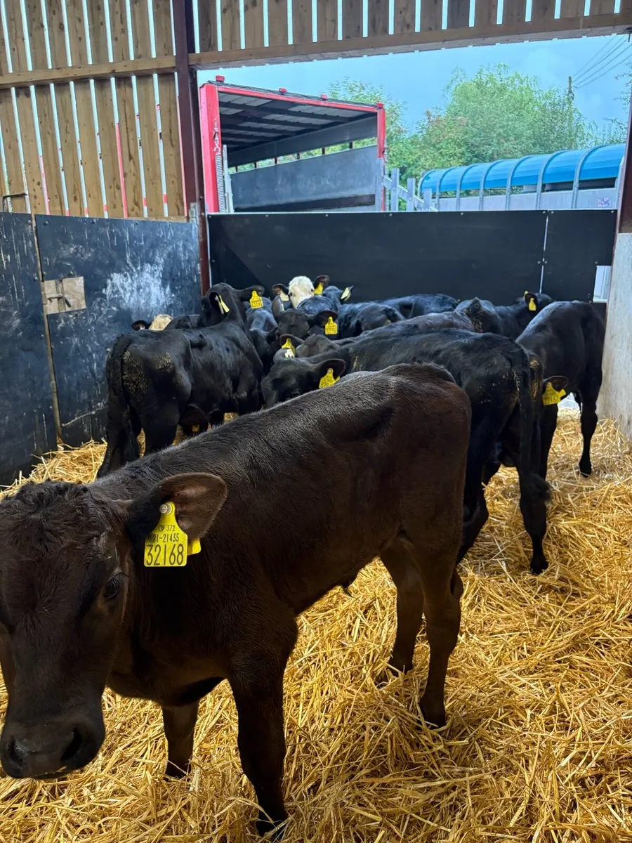 14 super 4-6 week old angus calves 🔥 - Image 4