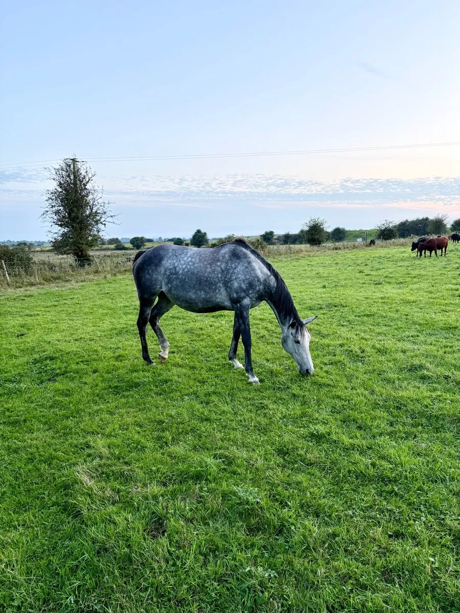 Recipient mares - Image 2