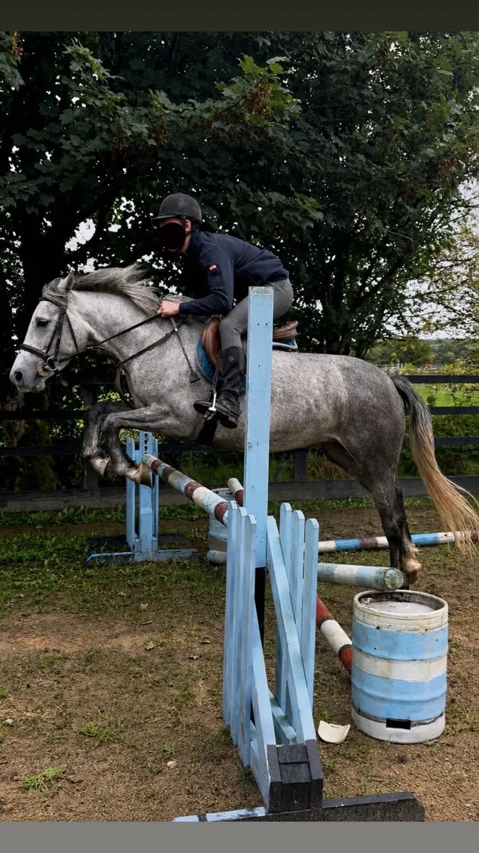 Connemara Mare - Image 1