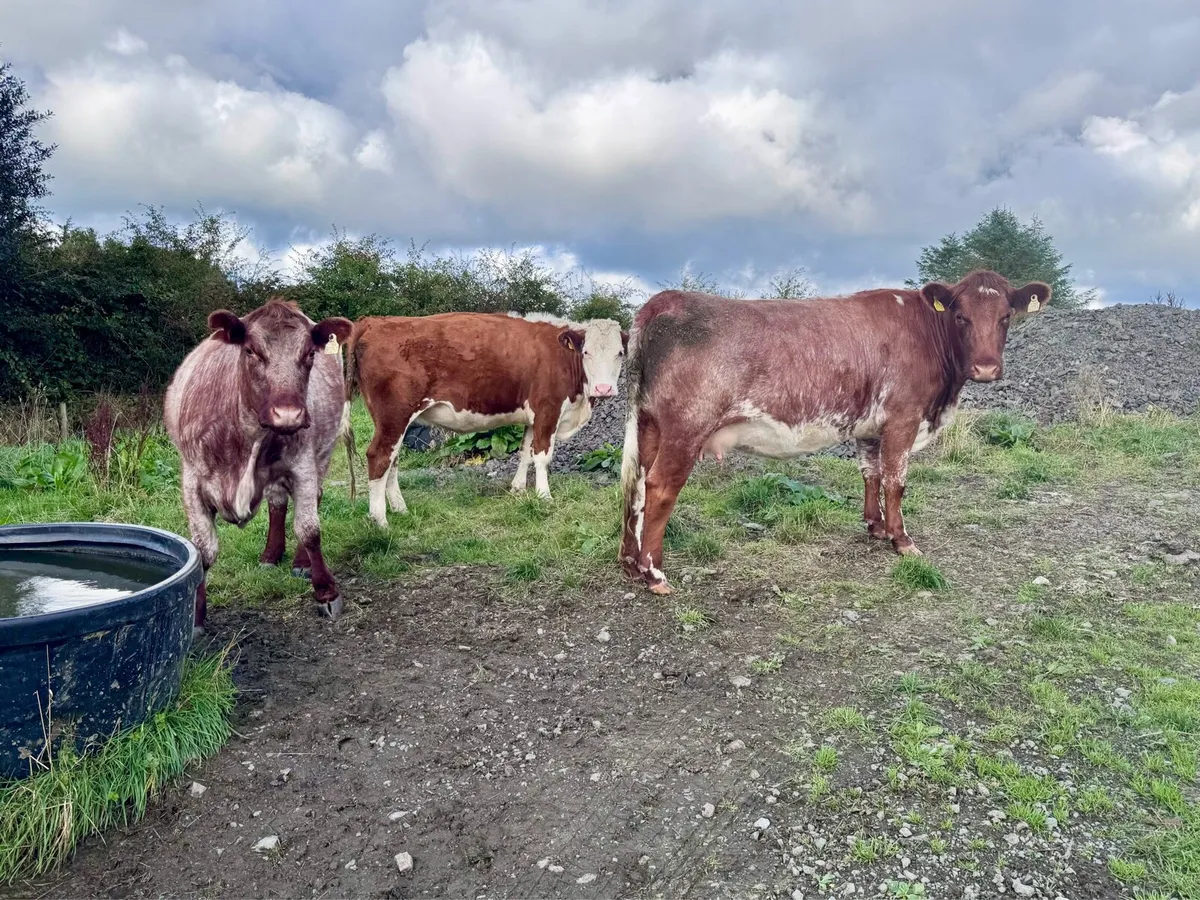 8 Shorthorn and Angus Heifers - Image 2