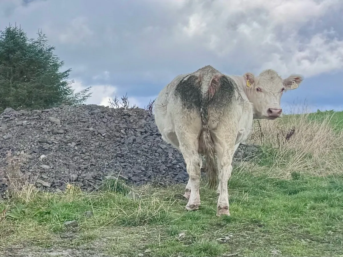 8 Shorthorn and Angus Heifers - Image 4