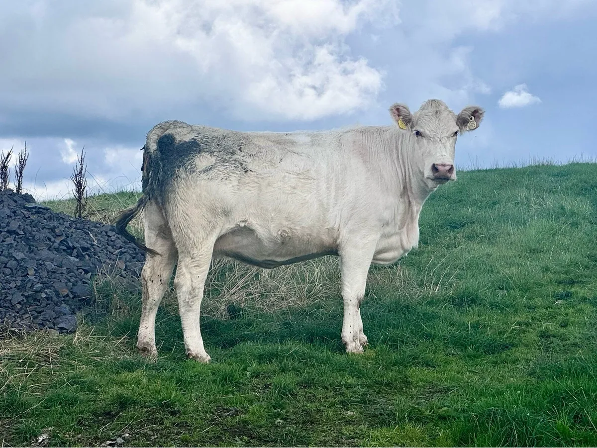 8 Shorthorn and Angus Heifers - Image 3
