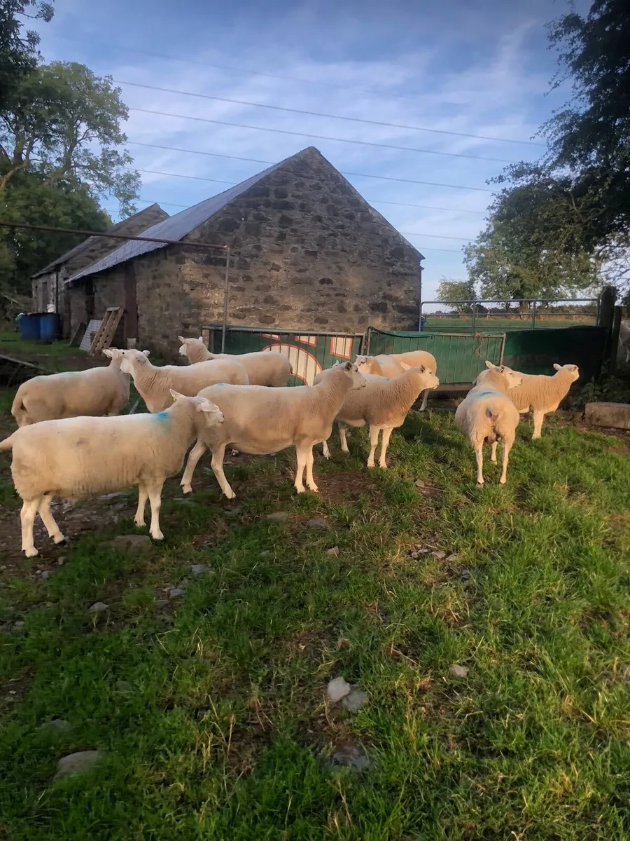 Purebred Lleyn ewes - Image 2