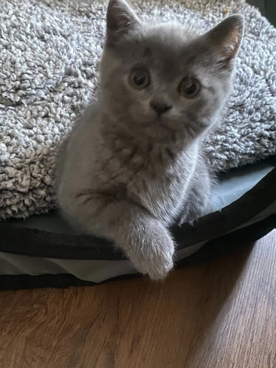 British Shorthair kittens Male *1 LEFT* - Image 2