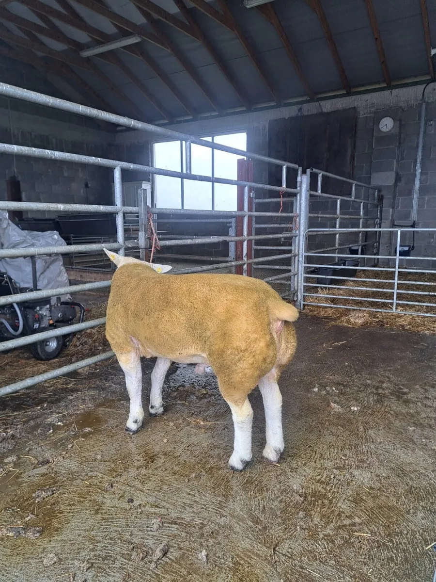 Rams - Image 1