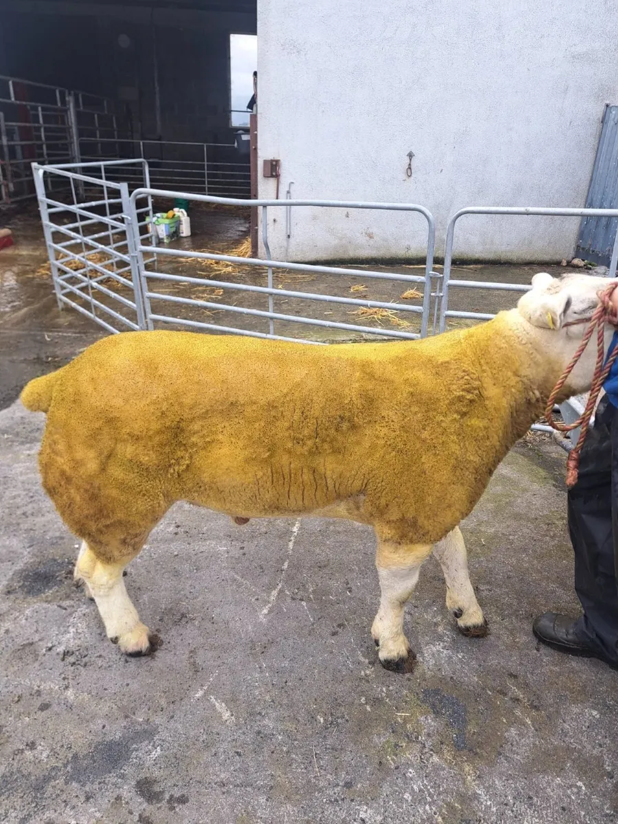 Rams - Image 2