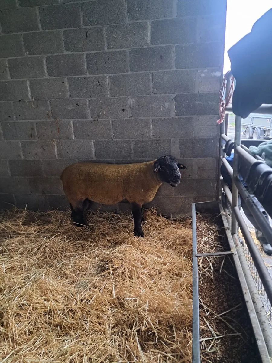 Rams - Image 4