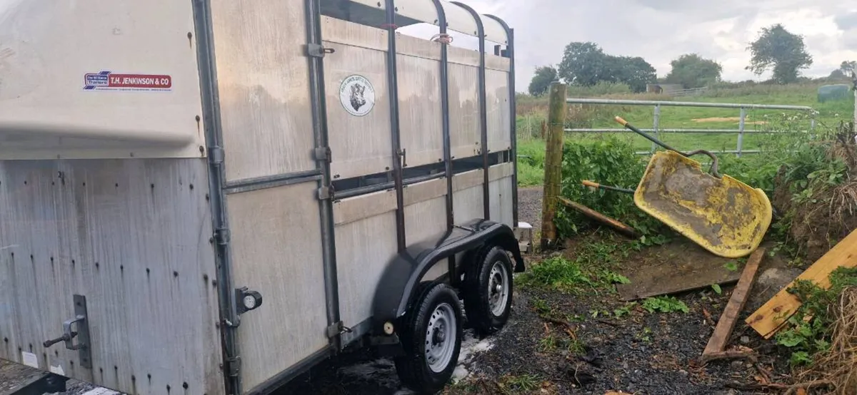 IFOR WILLIAMS 10x5 livestock trailer MINT - Image 4