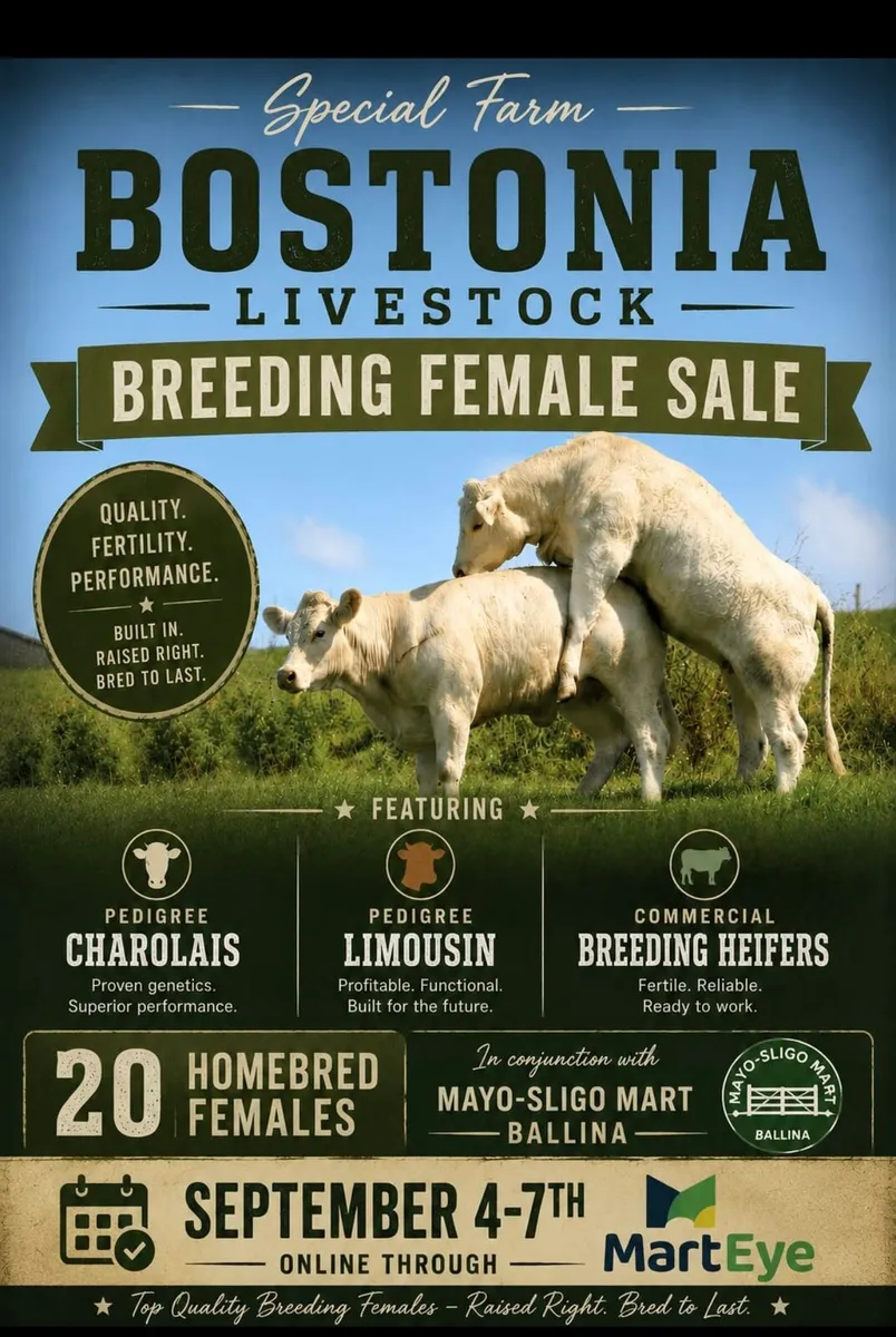 Bostonia Livestock Breeding Females - Image 1