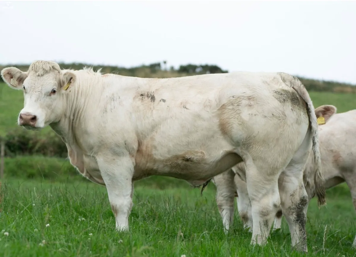 Bostonia Livestock Breeding Females - Image 2