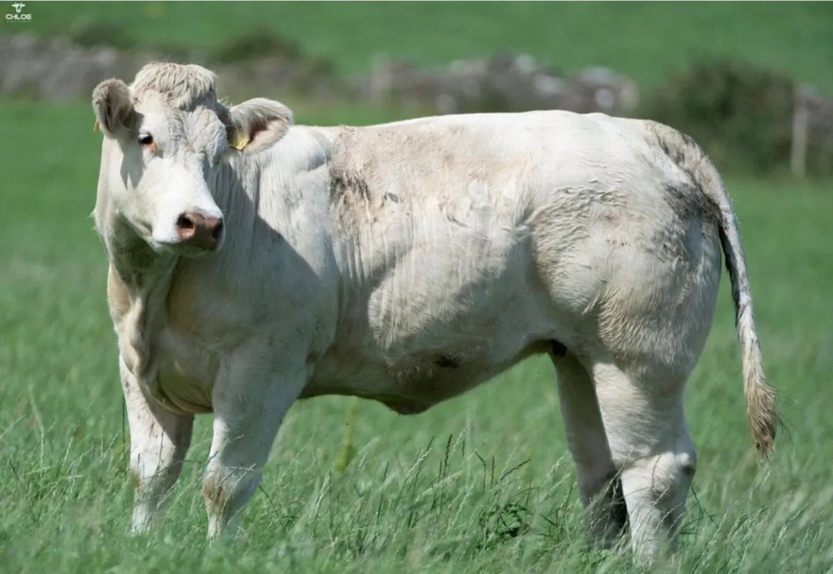 Bostonia Livestock Breeding Females - Image 3