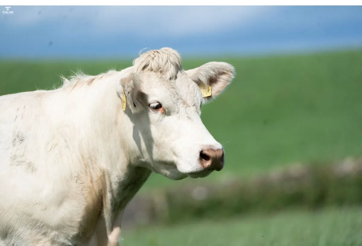 Bostonia Livestock Breeding Females - Image 4