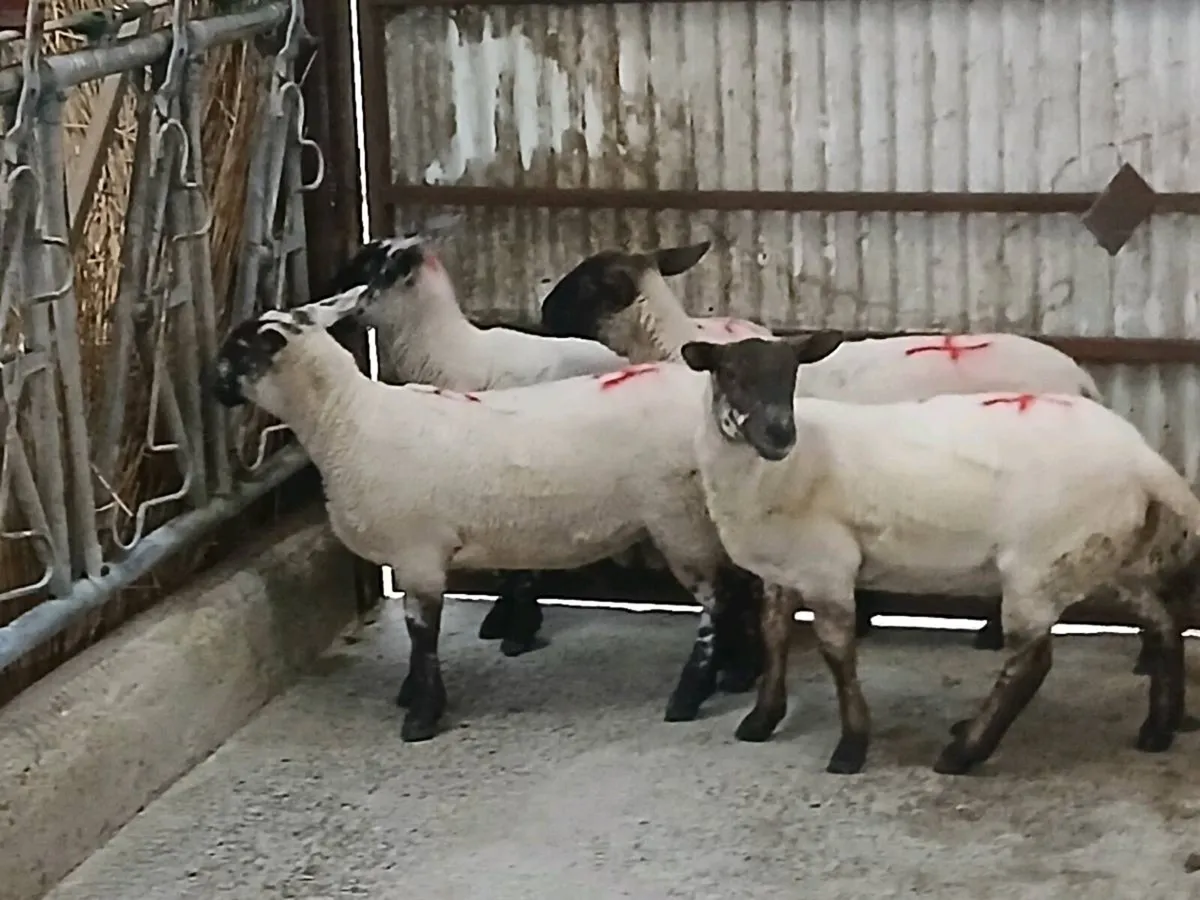 Only four hoggets left Hoggets - Image 2