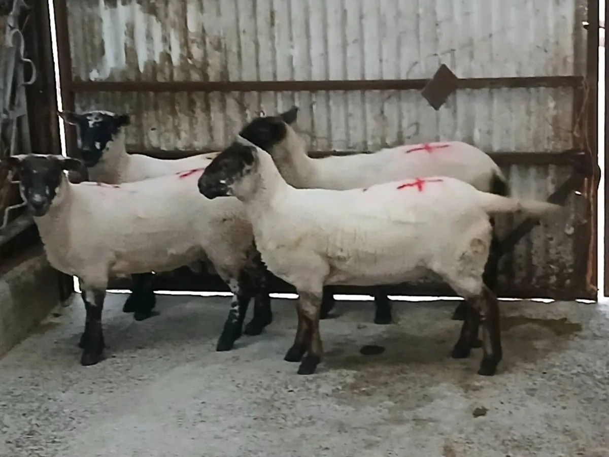 Only four hoggets left Hoggets - Image 3