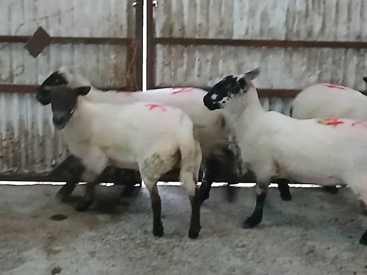 Only four hoggets left Hoggets - Image 4