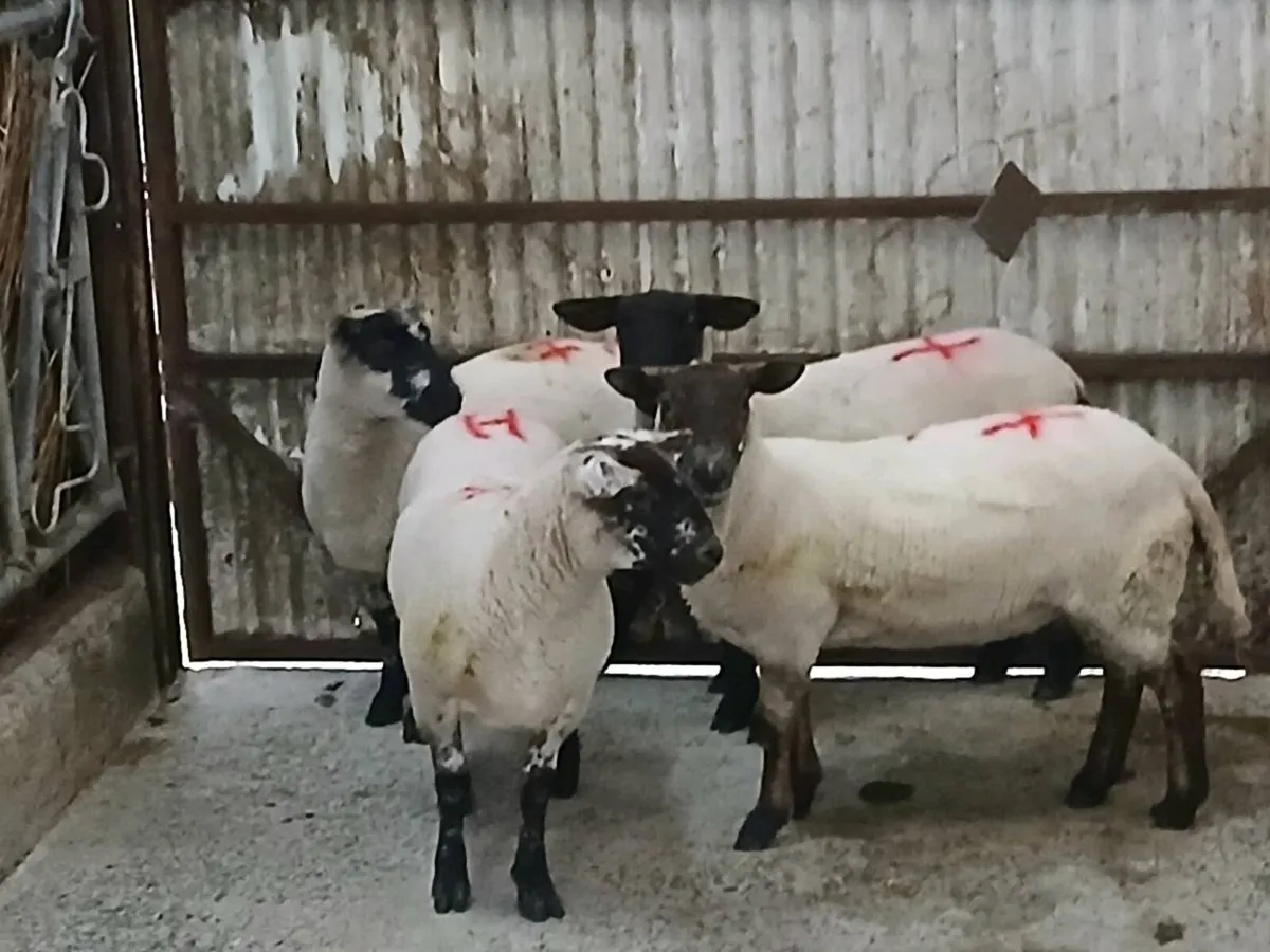 Only four hoggets left Hoggets - Image 1