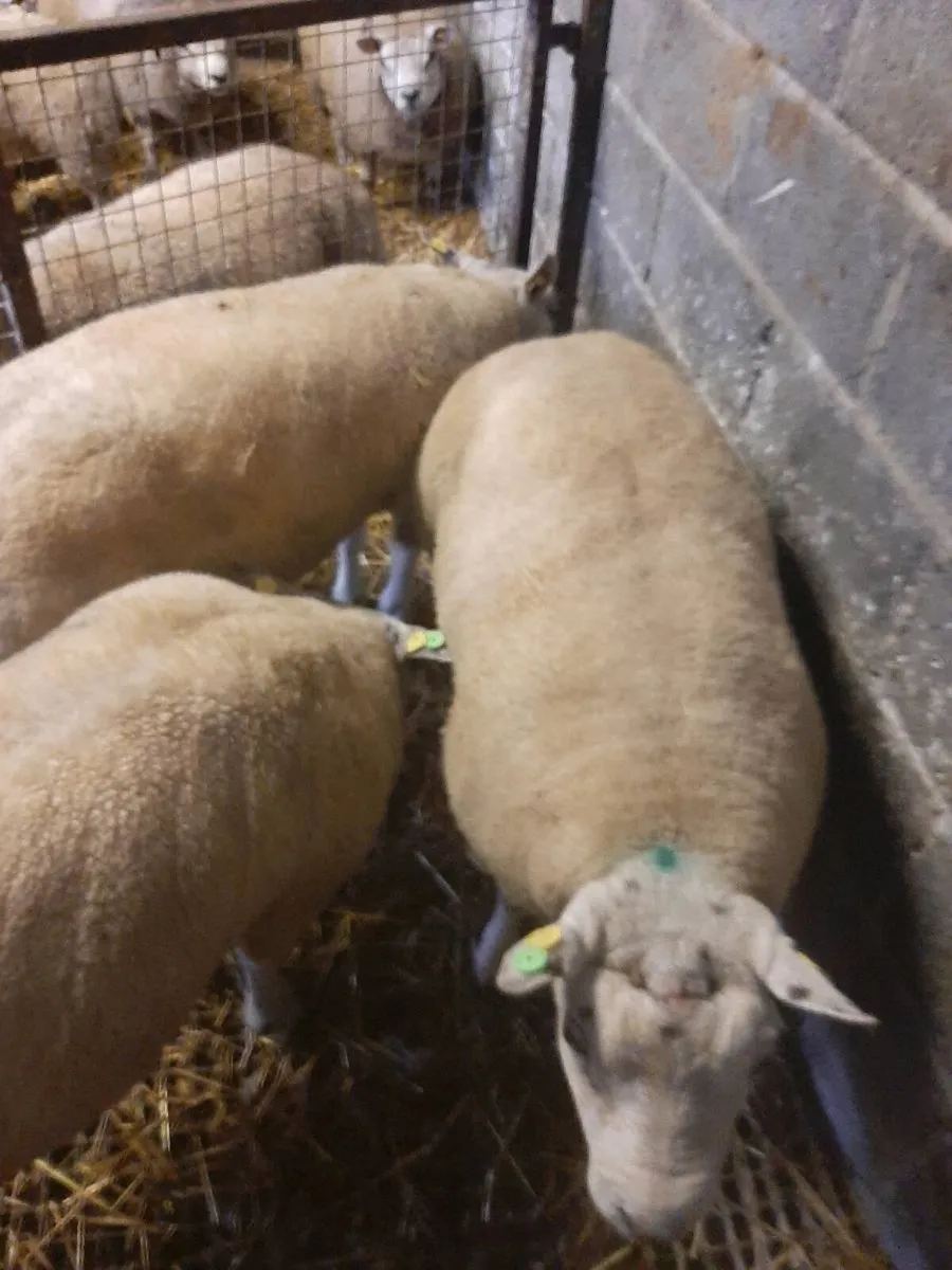 Beltex rams - Image 1
