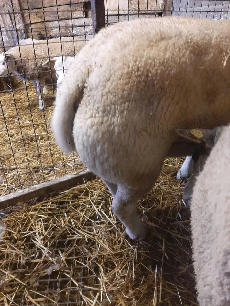Beltex rams - Image 3
