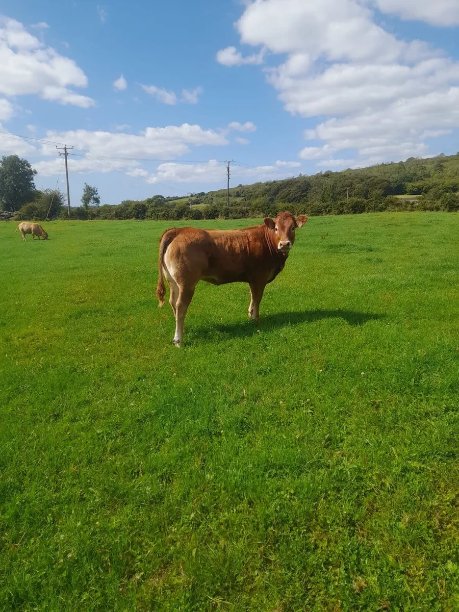 Limousin heifers