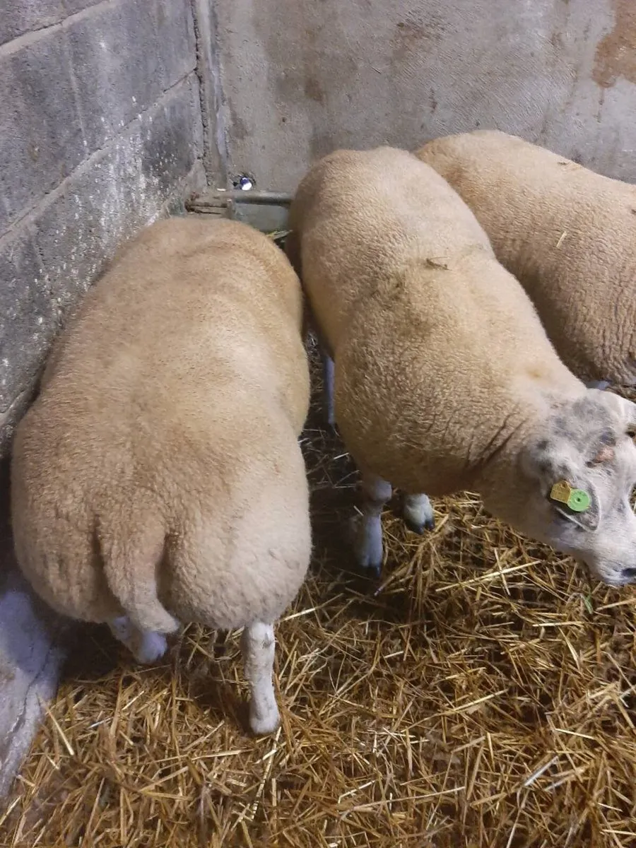 Beltex rams - Image 2