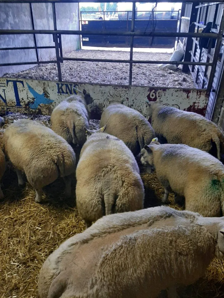 Beltex rams - Image 4