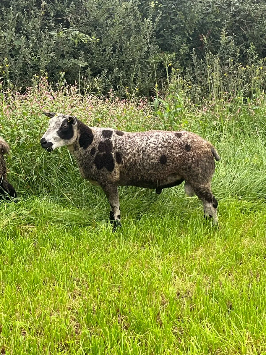Dutch Spotted Rams - Image 2