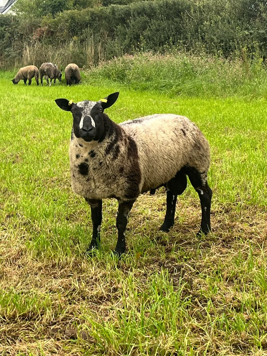 Dutch Spotted Rams - Image 1