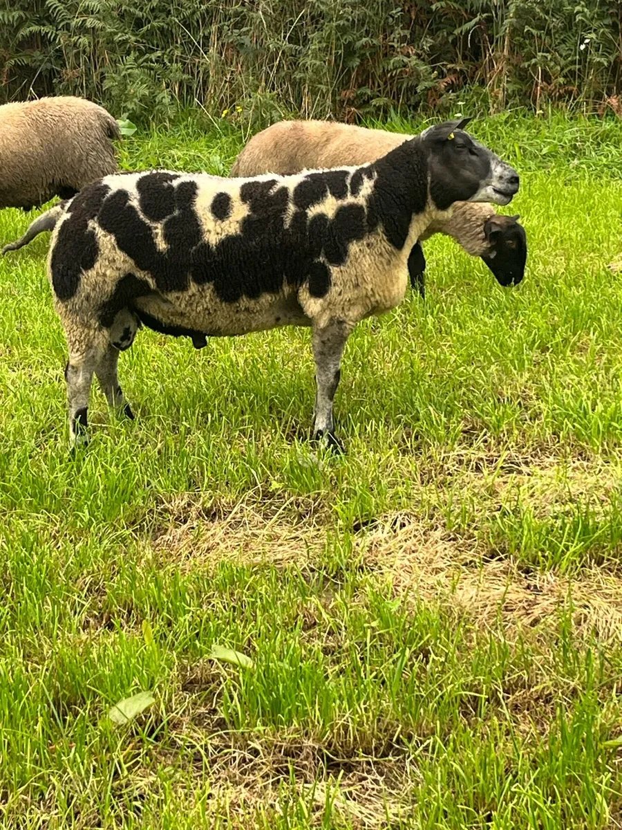 Dutch Spotted Rams - Image 4