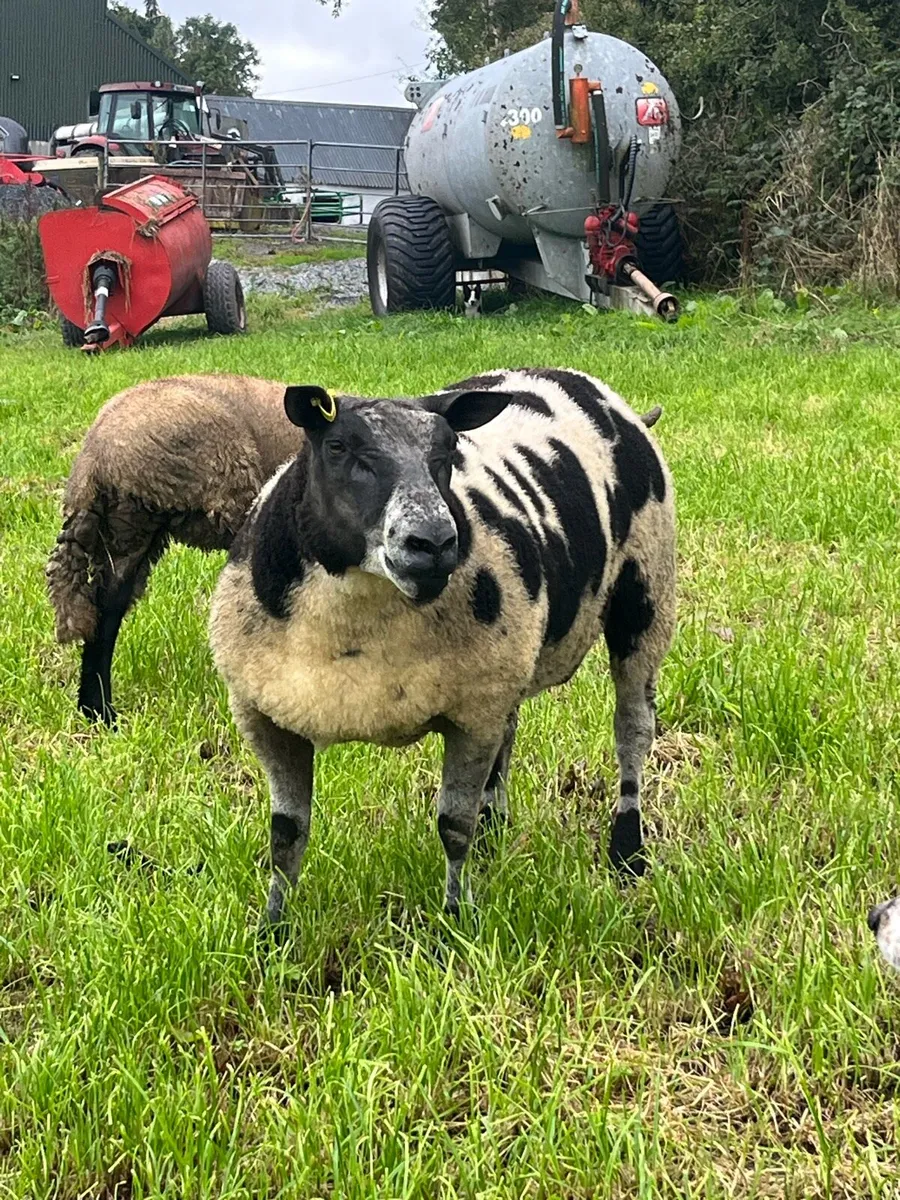 Dutch Spotted Rams - Image 3