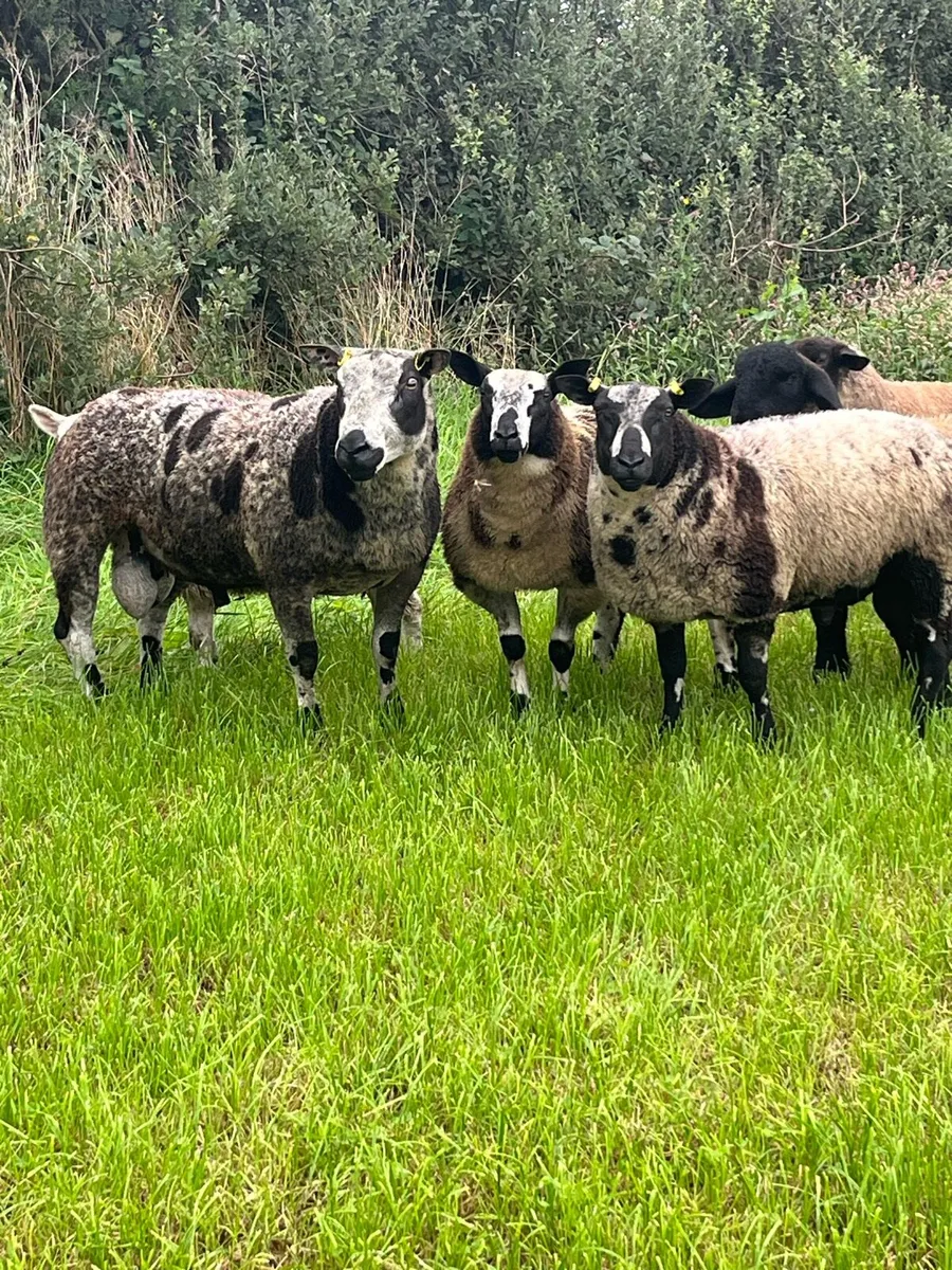 Dutch Spotted Rams - Image 3