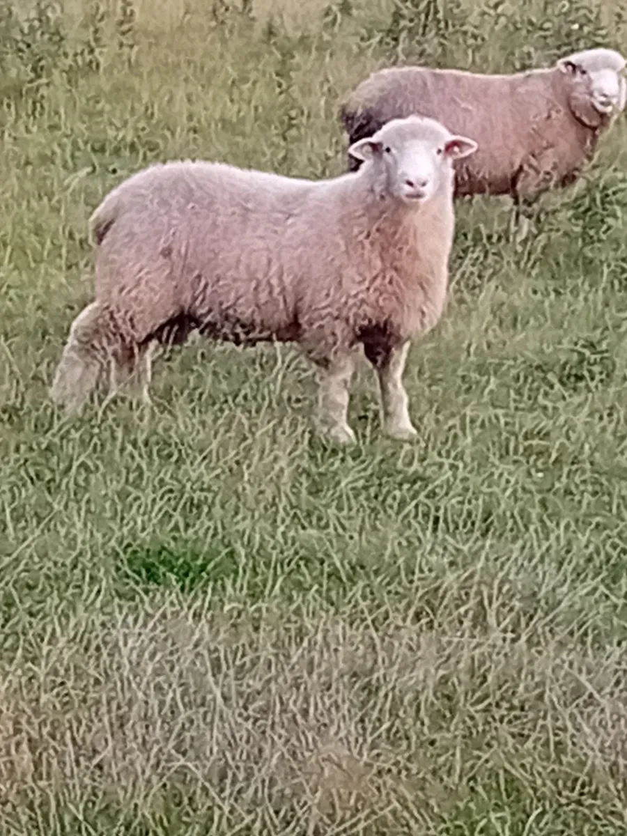 Beltex rouge dorset rams - Image 2