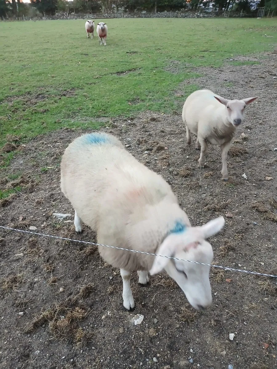 PBNR Belclare ram - Image 4