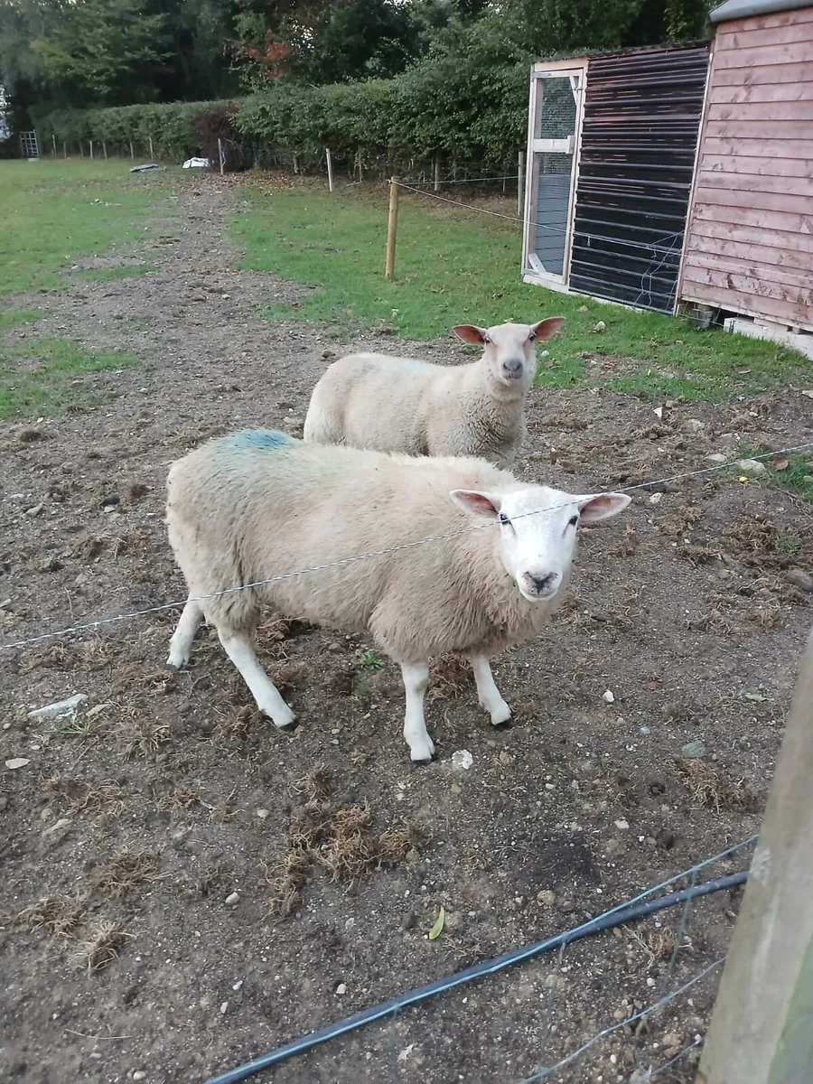PBNR Belclare ram - Image 4