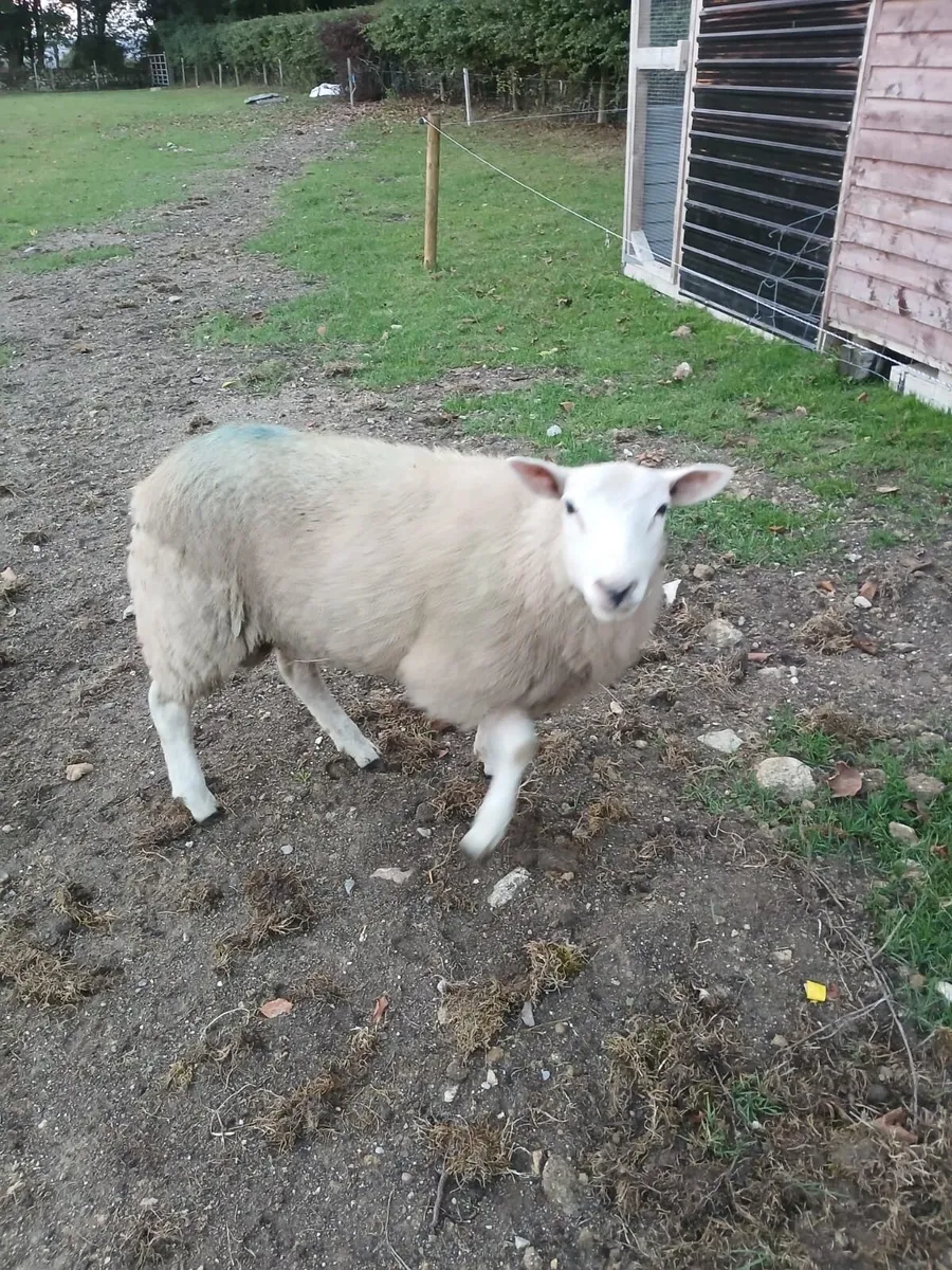 PBNR Belclare ram - Image 1