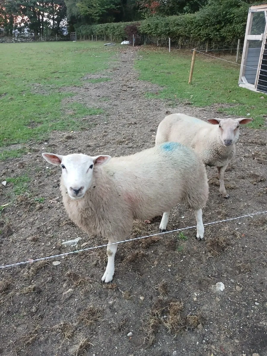 PBNR Belclare ram - Image 2