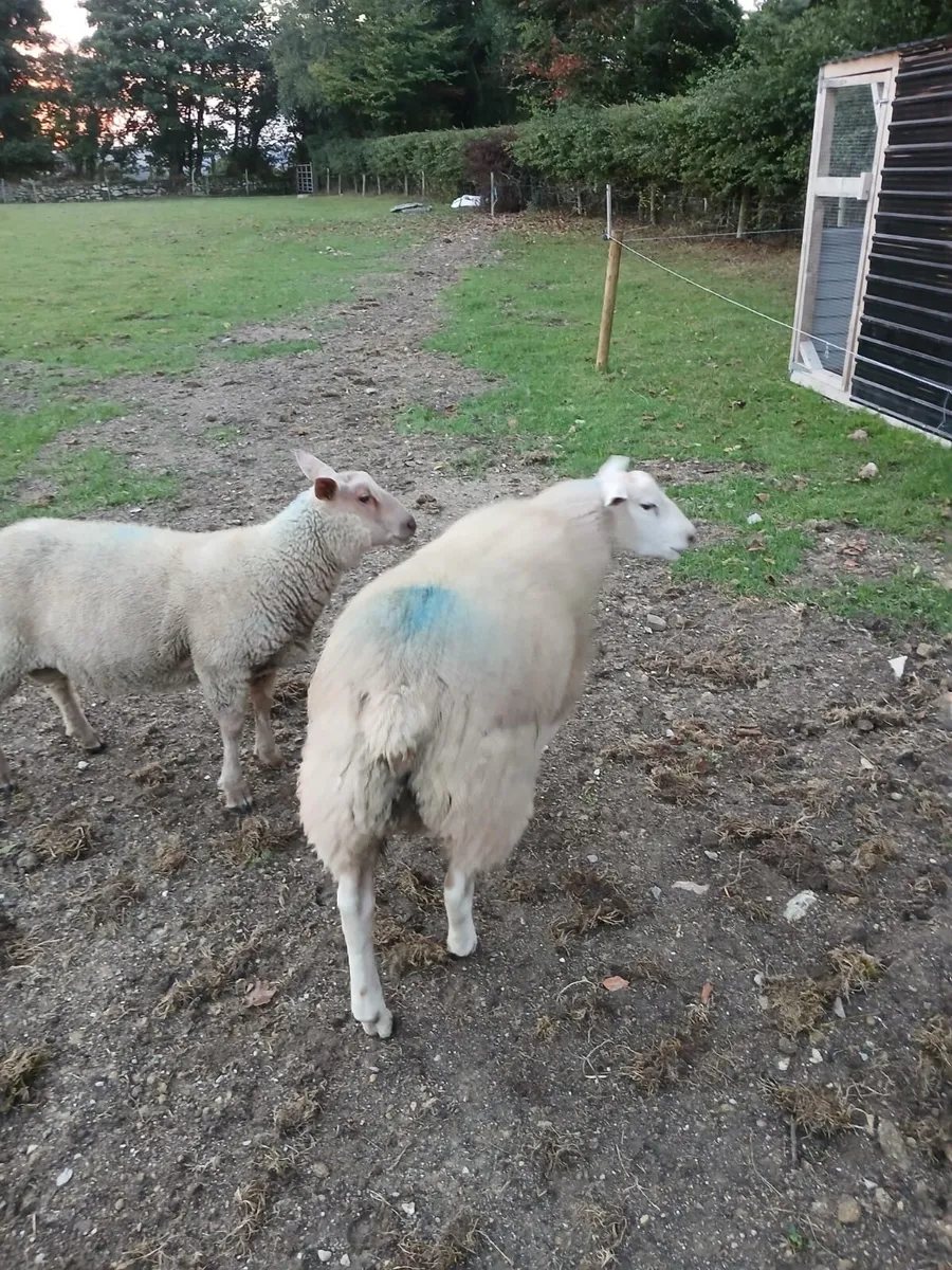 PBNR Belclare ram - Image 3