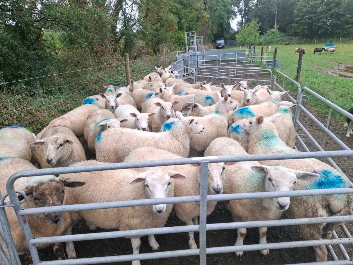 Breeding Ewe Lambs - Image 1