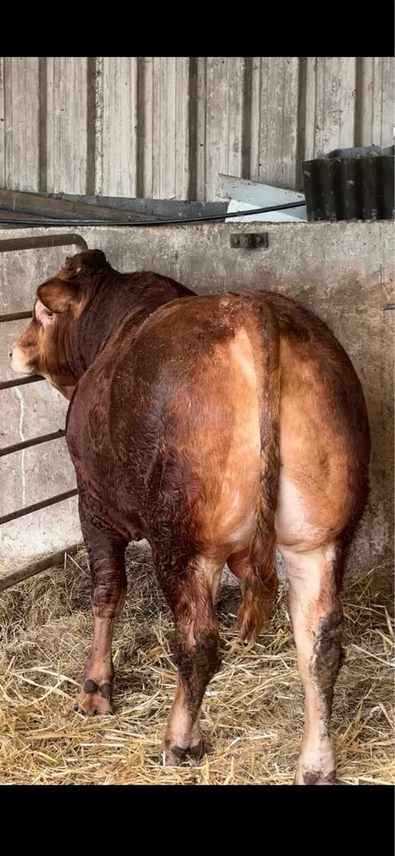 Pedigree Registered Limousin Bull- Swanview Alex - Image 4