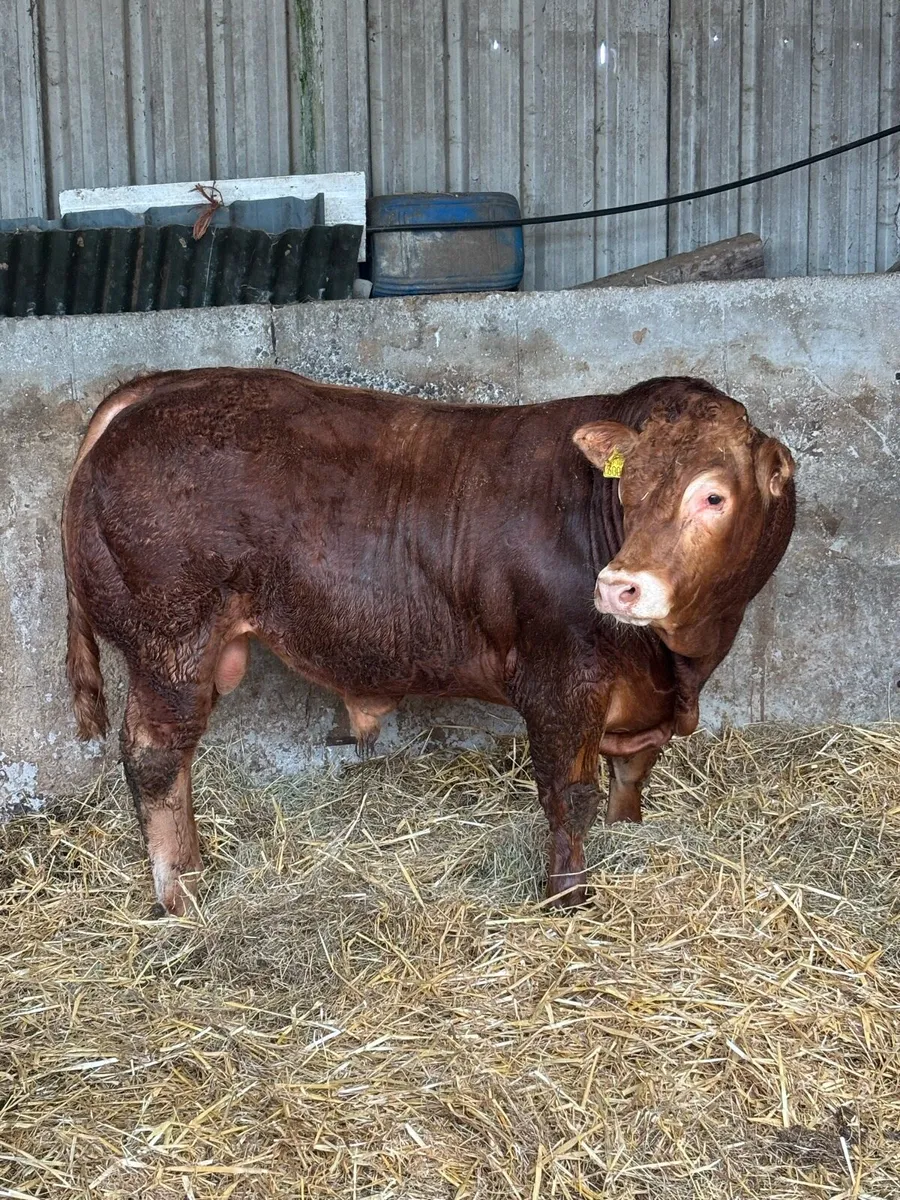 Pedigree Registered Limousin Bull- Swanview Alex - Image 1
