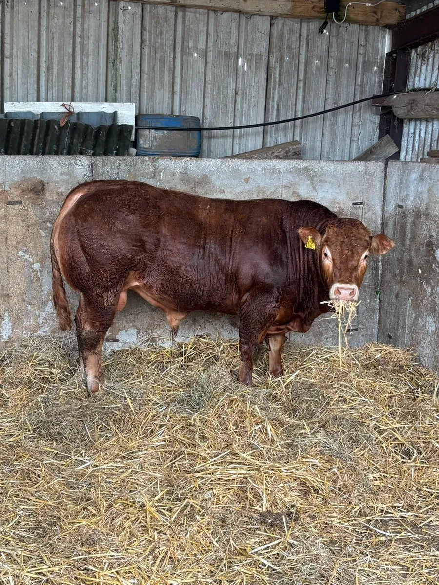 Pedigree Registered Limousin Bull- Swanview Alex - Image 2