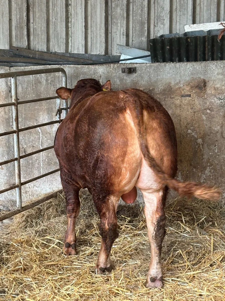 Pedigree Registered Limousin Bull- Swanview Alex - Image 3