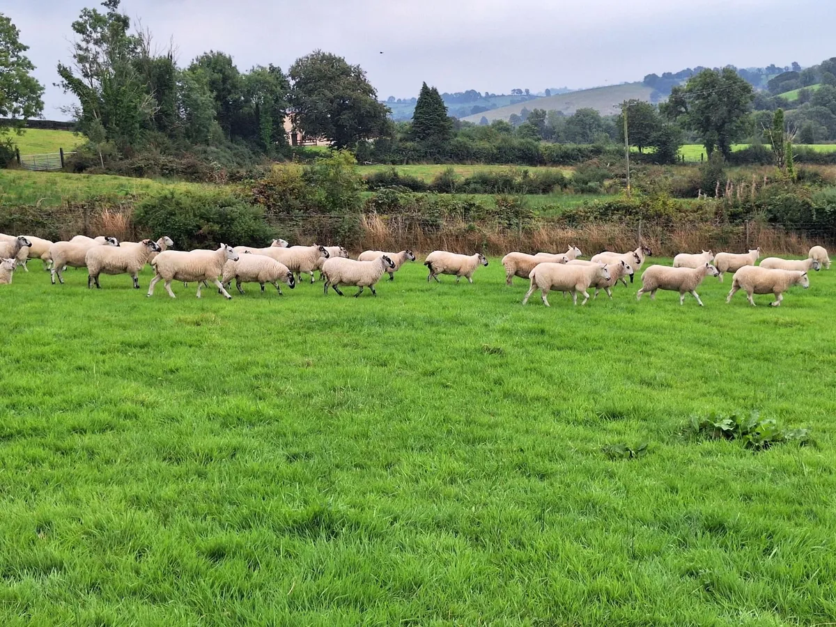 Crossbred Hoggetts - Image 4