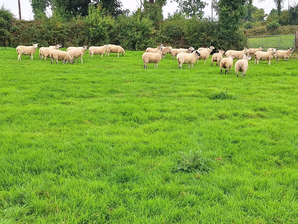 Crossbred Hoggetts - Image 2