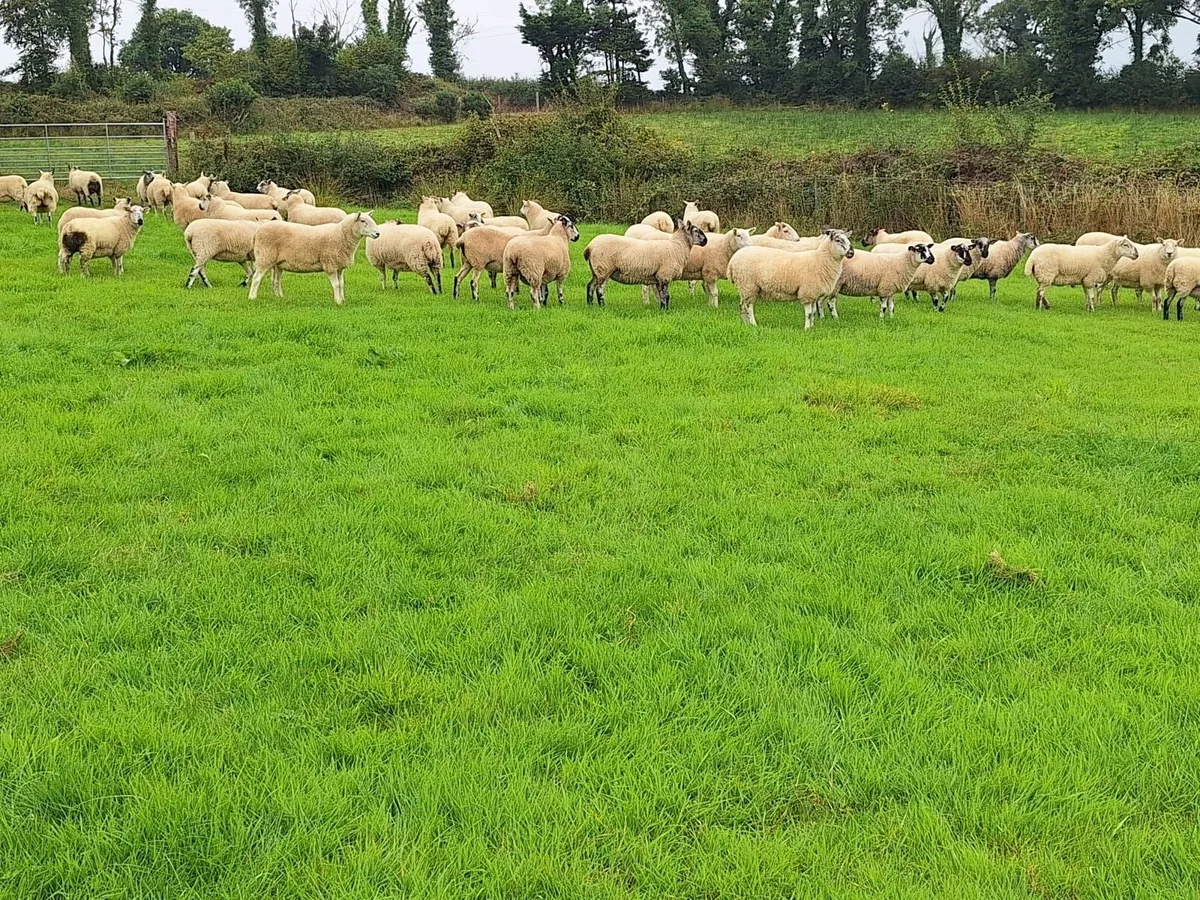 Crossbred Hoggetts - Image 3
