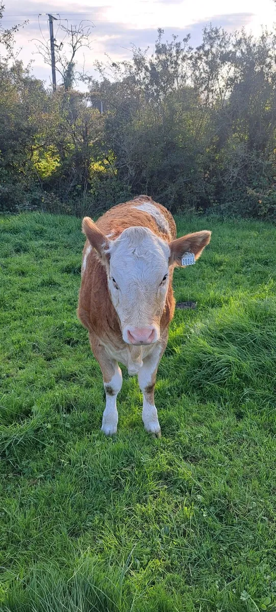PBR Simmental heifer - Image 2